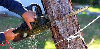 How Our Tree Care Process Works  in  Roebling, NJ