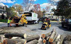 How Our Tree Care Process Works  in  Roebling, NJ