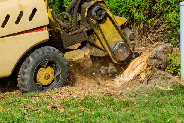 Best Hazardous Tree Removal  in Roebling, NJ
