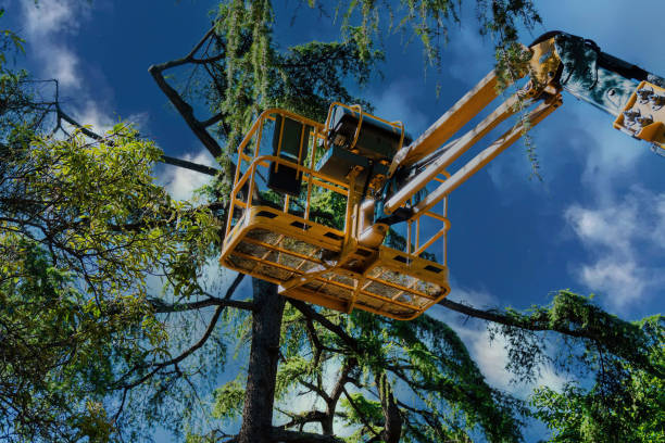 Best Tree Maintenance Programs  in Roebling, NJ