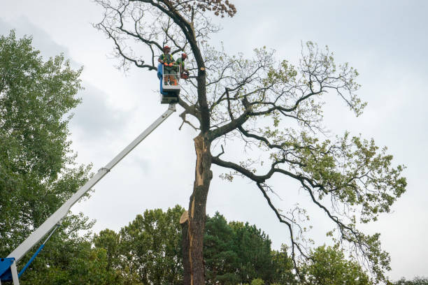 Best Hedge Trimming  in Roebling, NJ