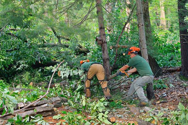 Reliable Roebling, NJ Tree Services Solutions