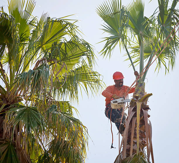 Best Fruit Tree Pruning  in Roebling, NJ