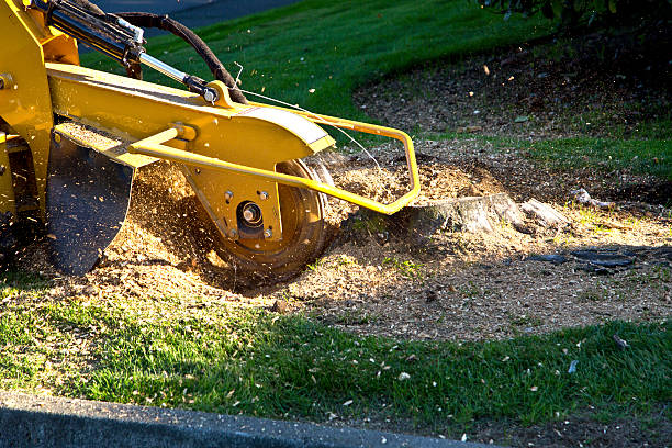 Best Lawn Grading and Leveling  in Roebling, NJ